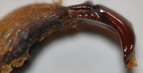 Réf. 269 716 : Eudicella sp.